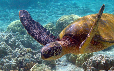 Atención a tortugas marinas por derrames de petróleo