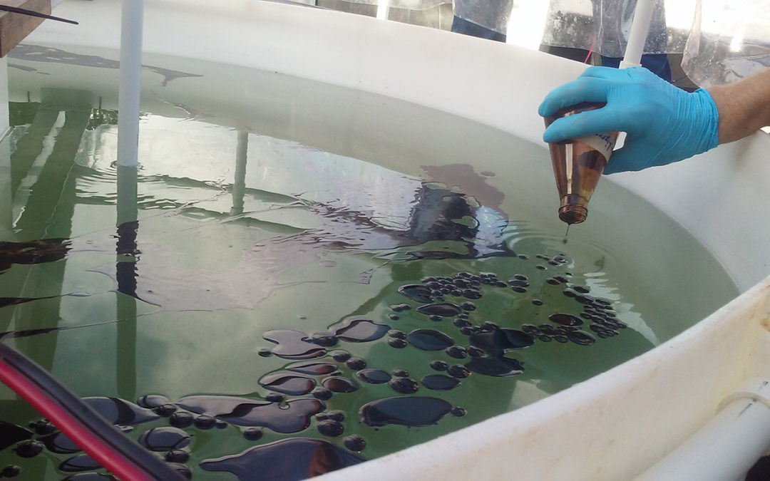 Los microorganismos como tecnología emergente para la limpieza del petróleo