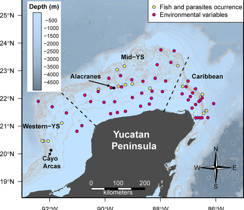 Metazoan parasite infracommunities of the dusky flounder (Syacium papillosum) as bioindicators of environmental conditions in the continental shelf of the Yucatan Peninsula, Mexico