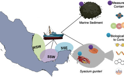 Biological responses of shoal flounder (Syacium gunteri) to toxic environmental pollutants from the southern Gulf of Mexico