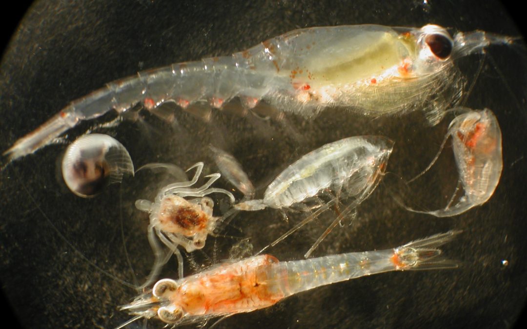 Zooplankton. An assortment of crustaceans.