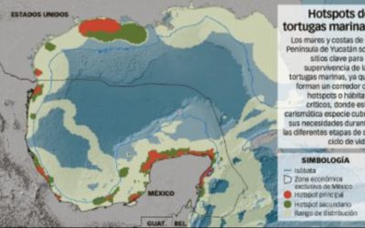 Salvar a las tortugas de Yucatán