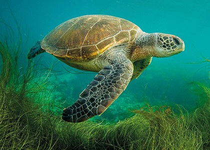 Conservación de las tortugas marinas