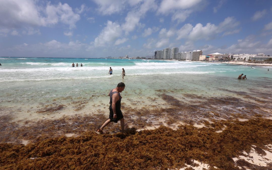 El sargazo acosa de nuevo al Caribe mexicano: “La amenaza más grande es la muerte masiva de corales”