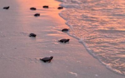 Una investigación revela riesgo para la tortuga marina