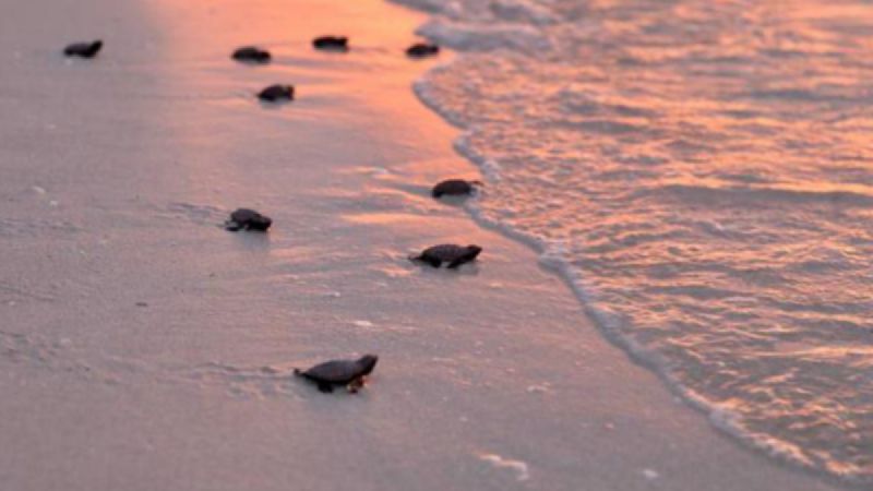 Una investigación revela riesgo para la tortuga marina