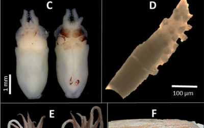 Loliginid paralarvae from the Southeastern Gulf of Mexico: Abundance, distribution, and genetic structure