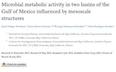 Microbial metabolic activity in two basins of the Gulf of Mexico influenced by mesoscale structures