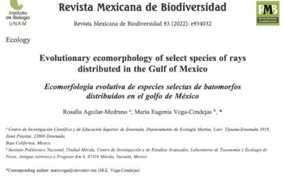 Ecomorfología evolutiva de especies selectas de batomorfos distribuidos en el golfo de México