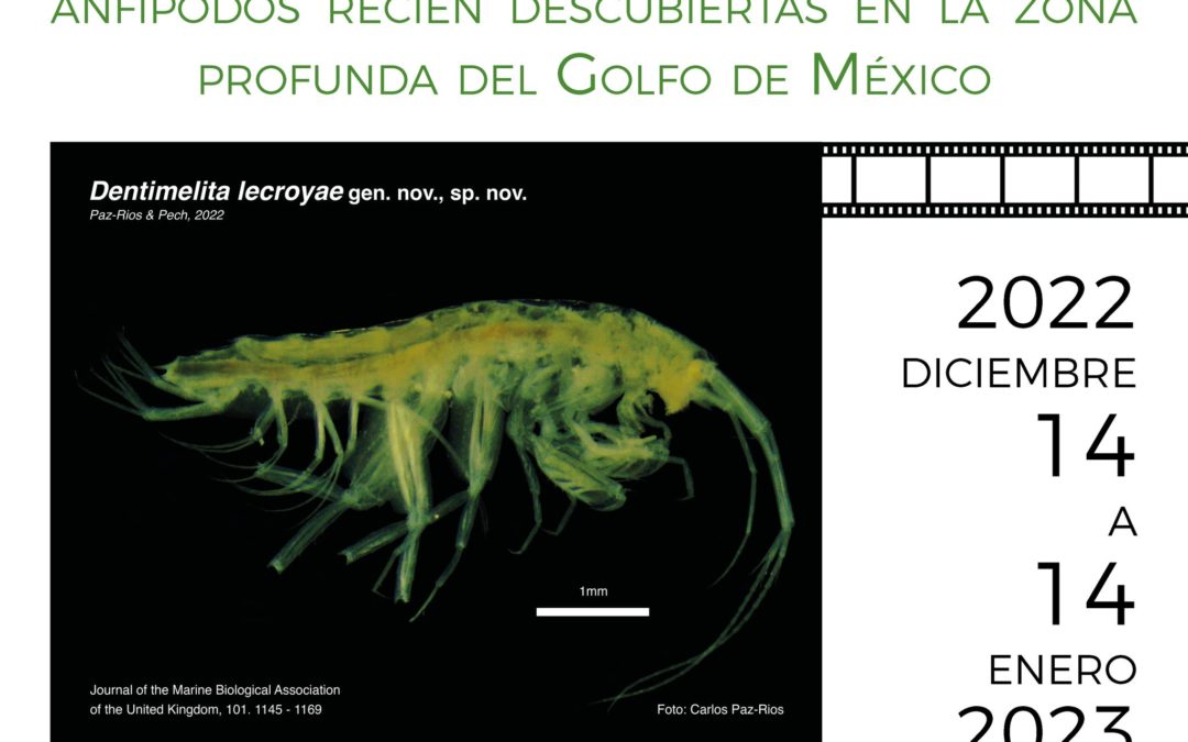 Presentan exposición fotográfica virtual con nuevas especies descritas en la región de Perdido