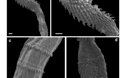 Integrative taxonomy of Serrasentis gibsoni n. sp. (Acanthocephala: Isthmosacanthidae) from flatfishes in the Gulf of Mexico