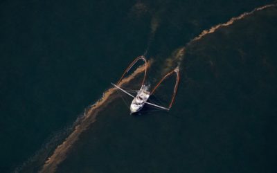 Fish Recover in the Gulf of Mexico, After 2010 Oil Spill