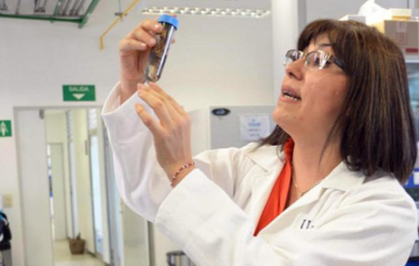 Estudian en la UNAM bacterias que degradan hidrocarburos