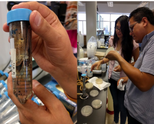 Las bacterias que rescatarán el Golfo