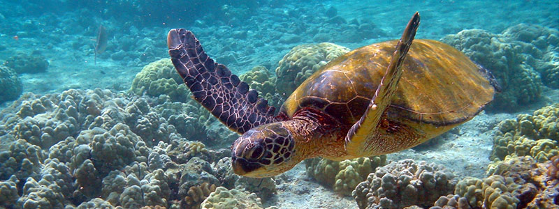 Atención a tortugas marinas por derrames de petróleo