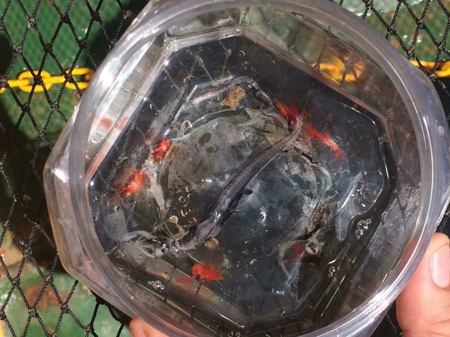 Hallan organismos parasitarios en el polígono de Perdido