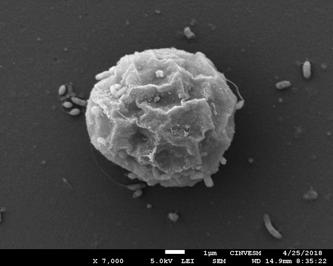 Estudian bacterias del Golfo de México que degradan residuos de petróleo