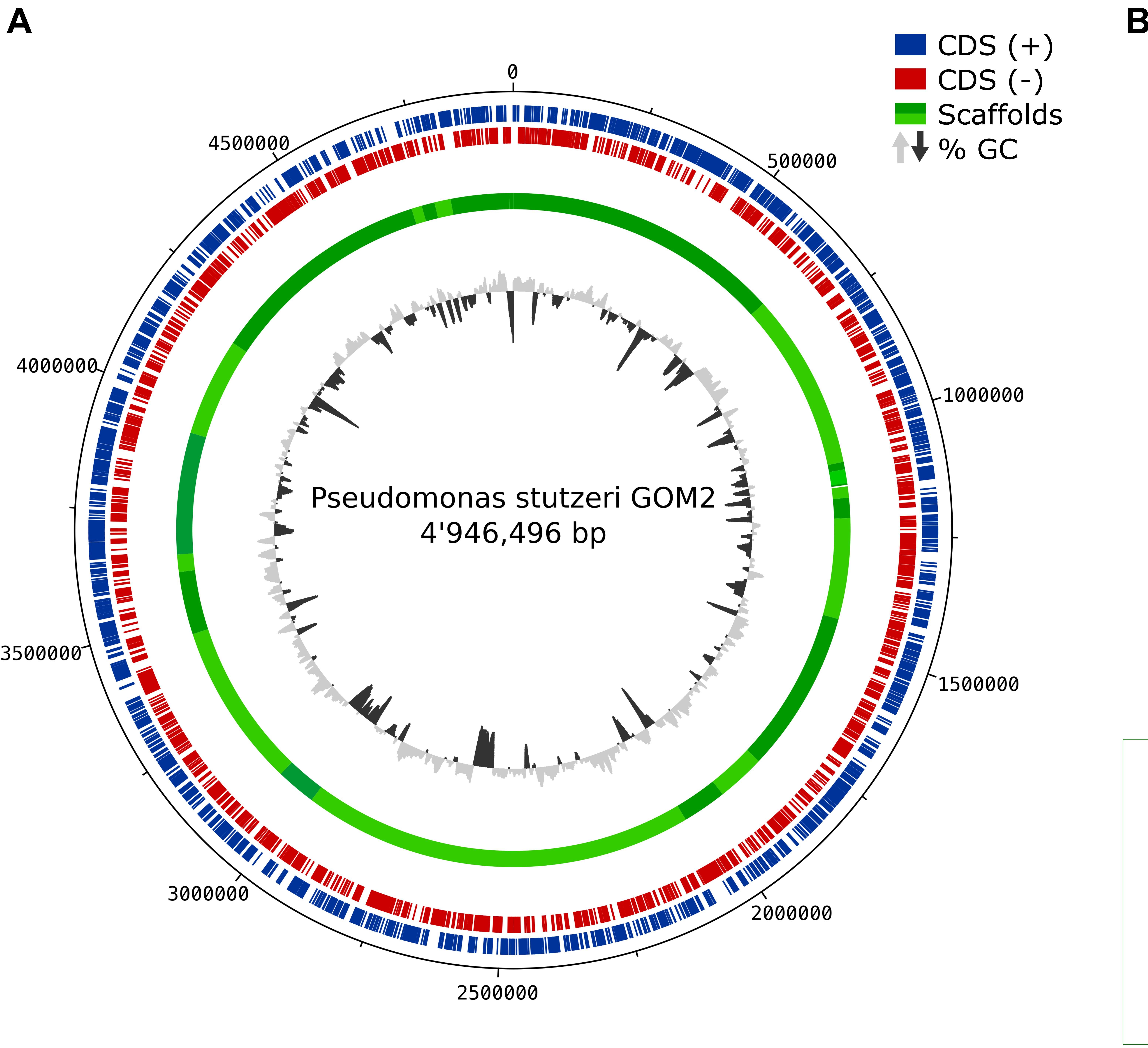 Characterization of a Novel Functional Trimeric Catechol 1,2-Dioxygenase From a Pseudomonas stutzeri Isolated From the Gulf of Mexico