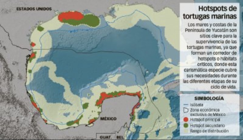 Salvar a las tortugas de Yucatán