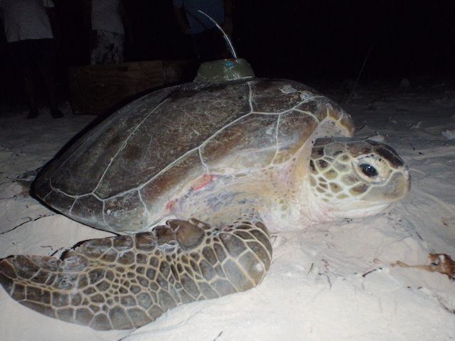 Evalúan vulnerabilidad de tortugas marinas ante múltiples amenazas