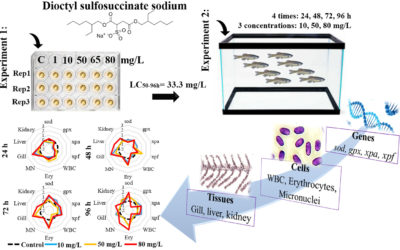 The surfactant Dioctyl Sodium Sulfosuccinate (DOSS) exposure causes adverse effects in embryos and adults of zebrafish (Danio rerio)