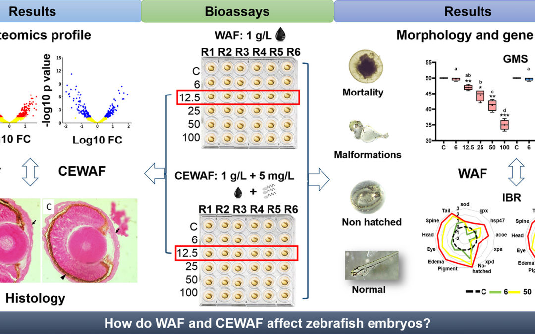 Integrative description of changes occurring on zebrafish embryos exposed to water-soluble crude oil components and its mixture with a chemical surfactant