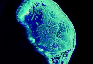 Oceanografía y biogeoquímica, motores de la ecología del golfo