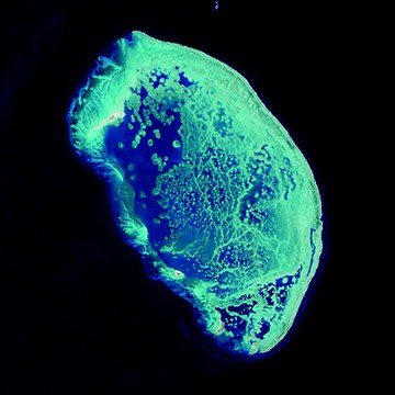 Oceanografía y biogeoquímica, motores de la ecología del golfo