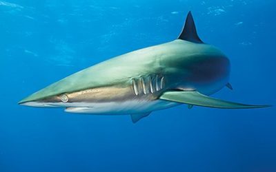 El caso de los peces pelágicos mayores del Golfo de México