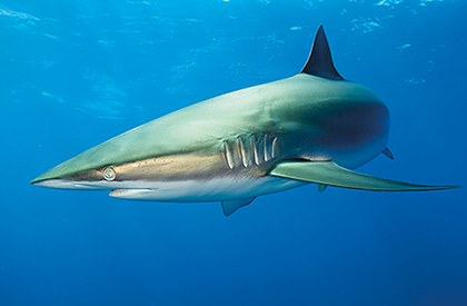 El caso de los peces pelágicos mayores del Golfo de México