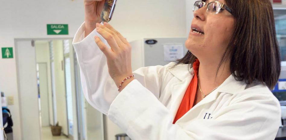 Identifican 43 bacterias capaces de degradar petróleo