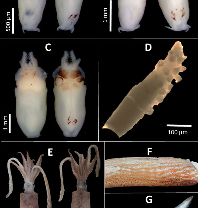 Loliginid paralarvae from the Southeastern Gulf of Mexico: Abundance, distribution, and genetic structure