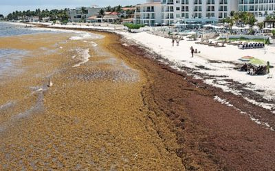 Cinco años infructuosos para detener el sargazo en Quintana Roo
