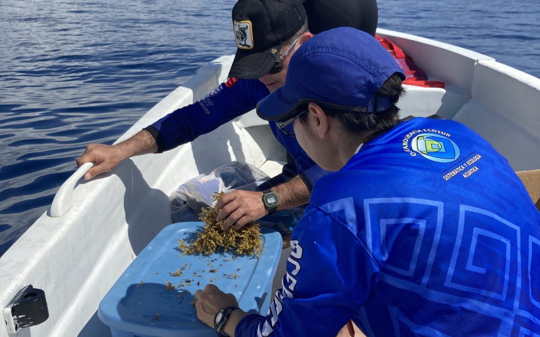 Atiende comunidad científica del CIGoM problemática del sargazo en el Caribe mexicano