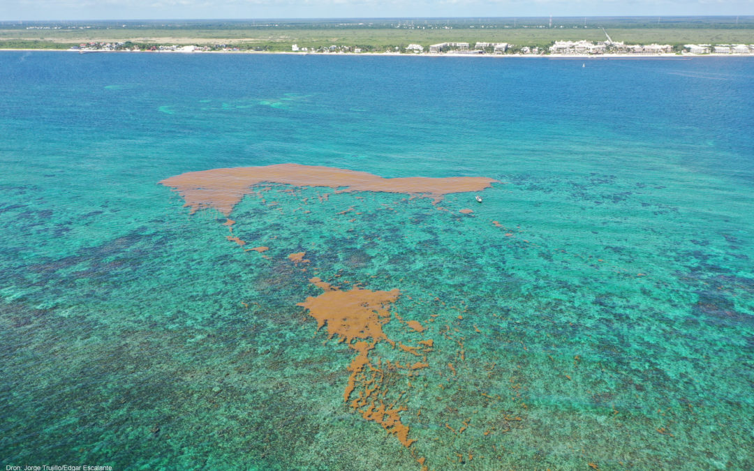 Integrarán un sistema de observación y alerta temprana de sargazo