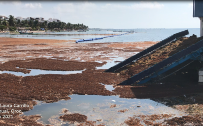 Instituciones nacionales  atienden el problema del sargazo en el Caribe mexicano