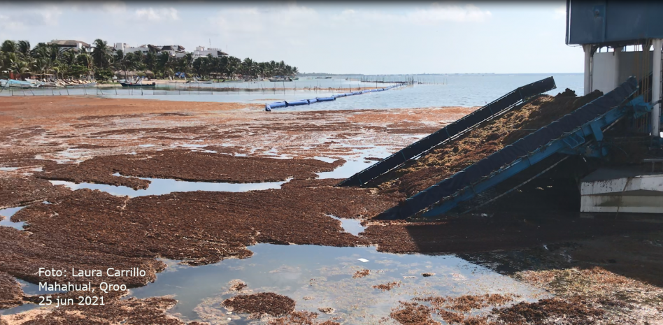 Instituciones nacionales  atienden el problema del sargazo en el Caribe mexicano