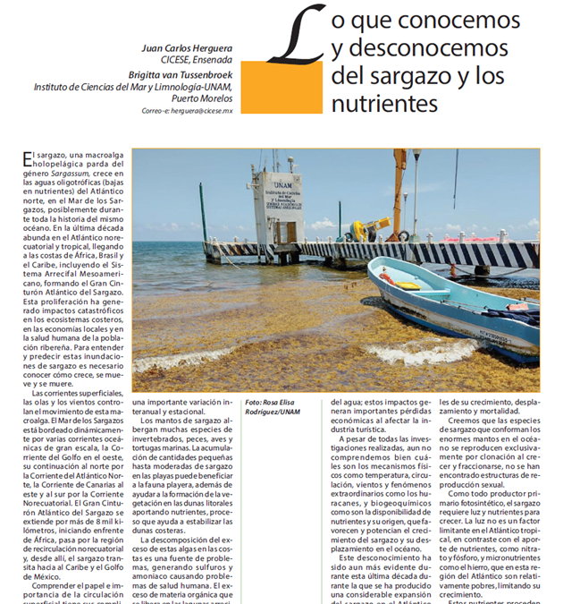 Lo que conocemos y desconocemos del sargazo y los nutrientes