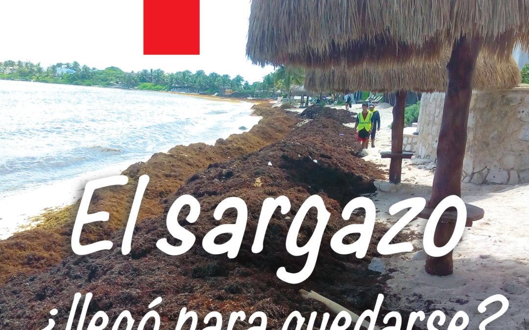 El sargazo ¿llegó para quedarse?