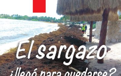El sargazo ¿llegó para quedarse?
