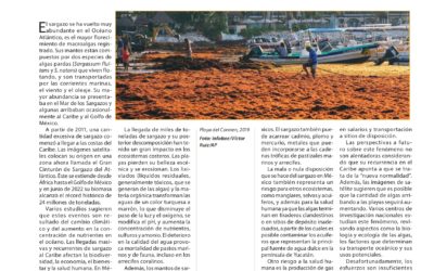 Algas abundantes con abundantes impactos negativos para el ecosistema