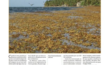 Sargazo, entender el fenómeno para mitigar sus efectos