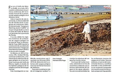Sargazo en el Golfo de México, ¿el gran olvidado?
