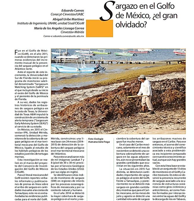Sargazo en el Golfo de México, ¿el gran olvidado?