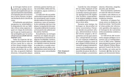 La importancia del sargazo para las tortugas marinas y su manejo