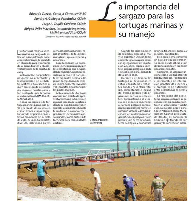 La importancia del sargazo para las tortugas marinas y su manejo