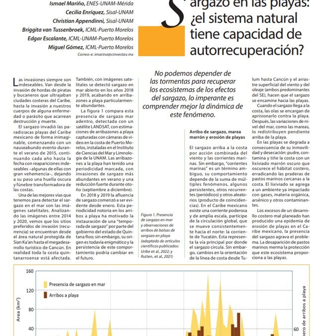 Sargazo en las playas: ¿el sistema natural tiene capacidad de autorrecuperación?