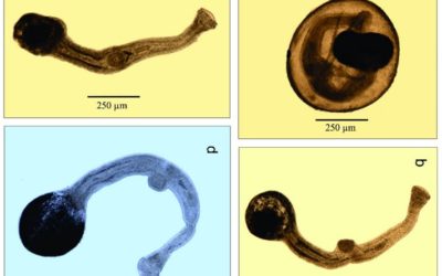 Stephanostomum minankisi n. sp. (Digenea: Acanthocolpidae) from dusky flounder Syacium papillosum (Paralichthydae) from southern Gulf of Mexico: A new species without spines?